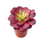 Aeonium 'Mardi Gras'