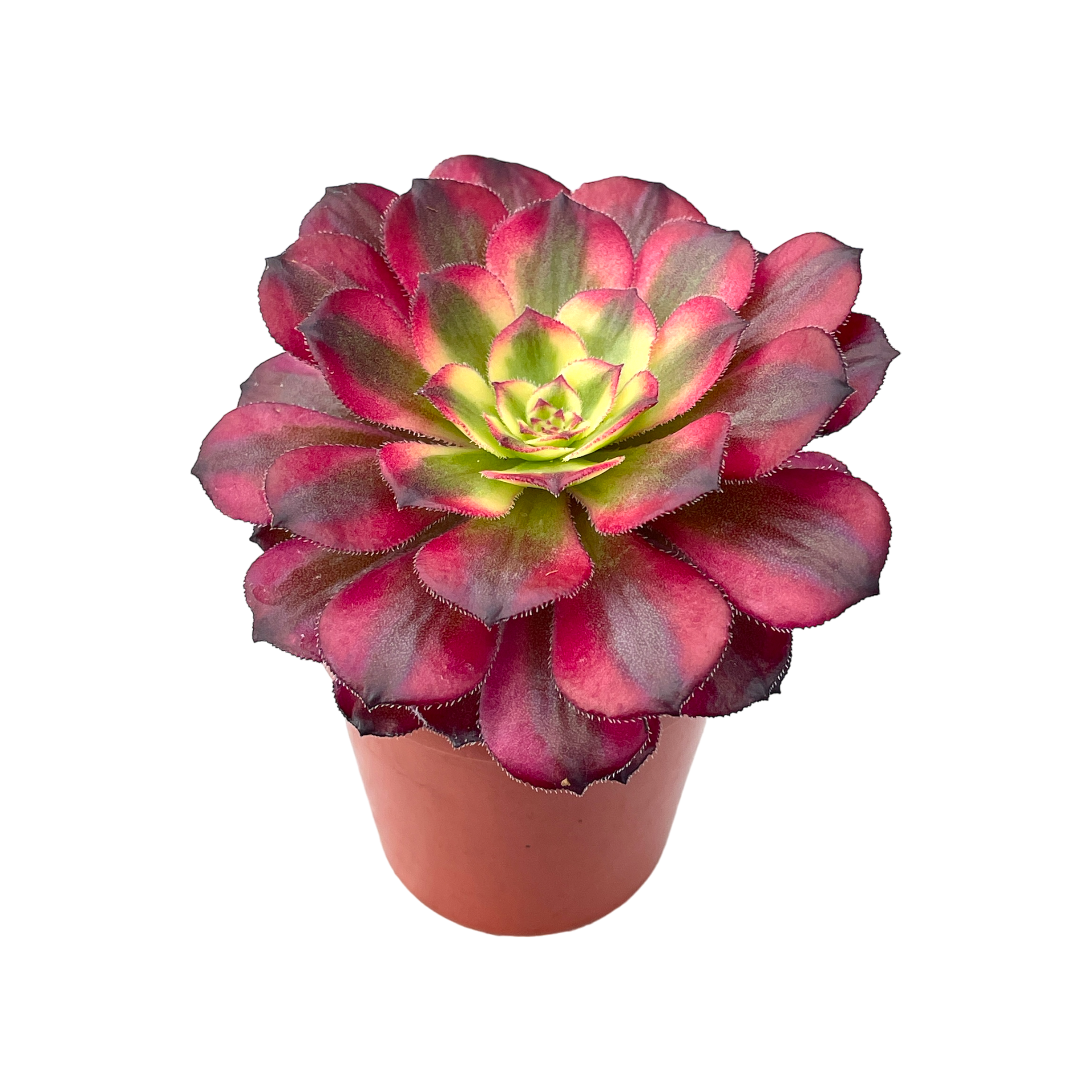 アエオニウム 'マルディグラ' – Surreal Succulents