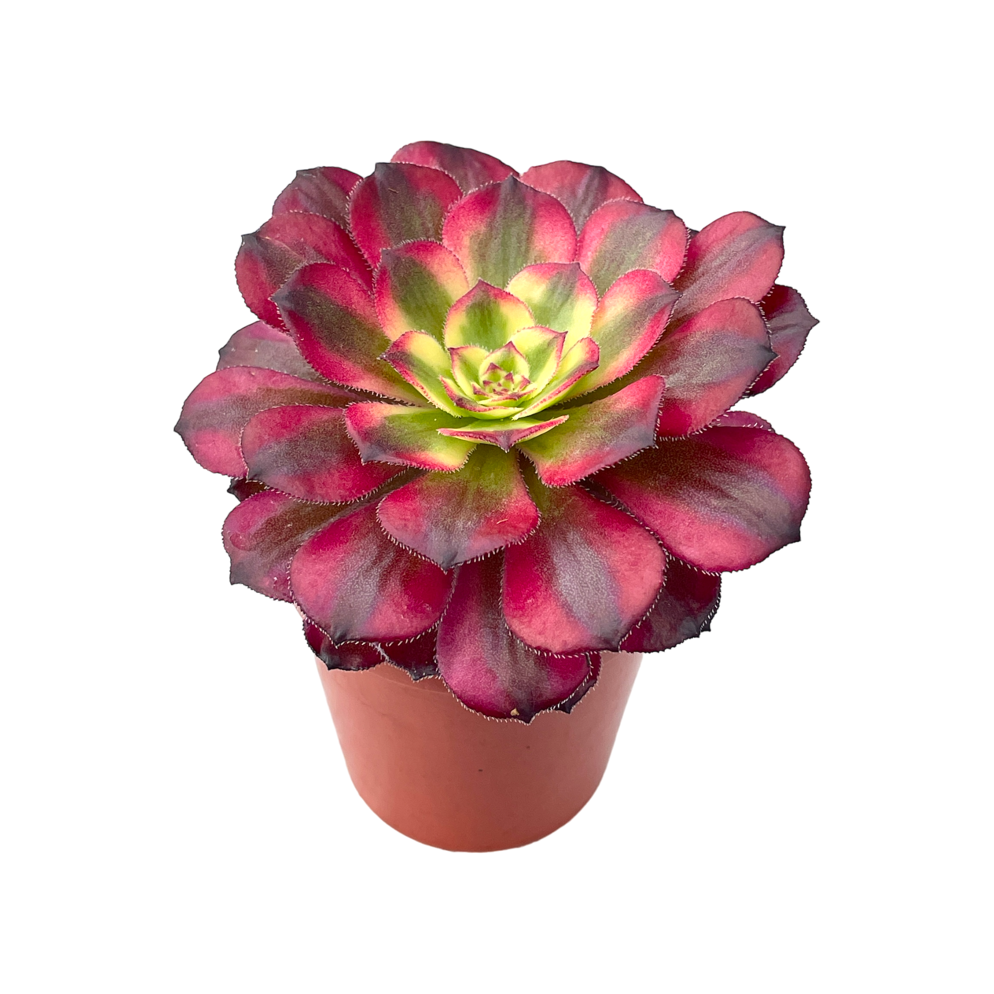 Aeonium 'Mardi Gras'