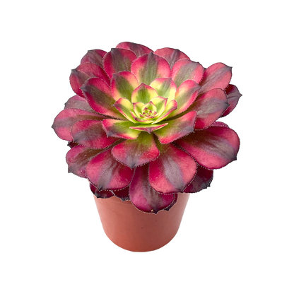 Aeonium 'Mardi Gras'