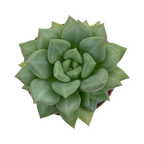 Echeveria agavoides 'Van Kepple'