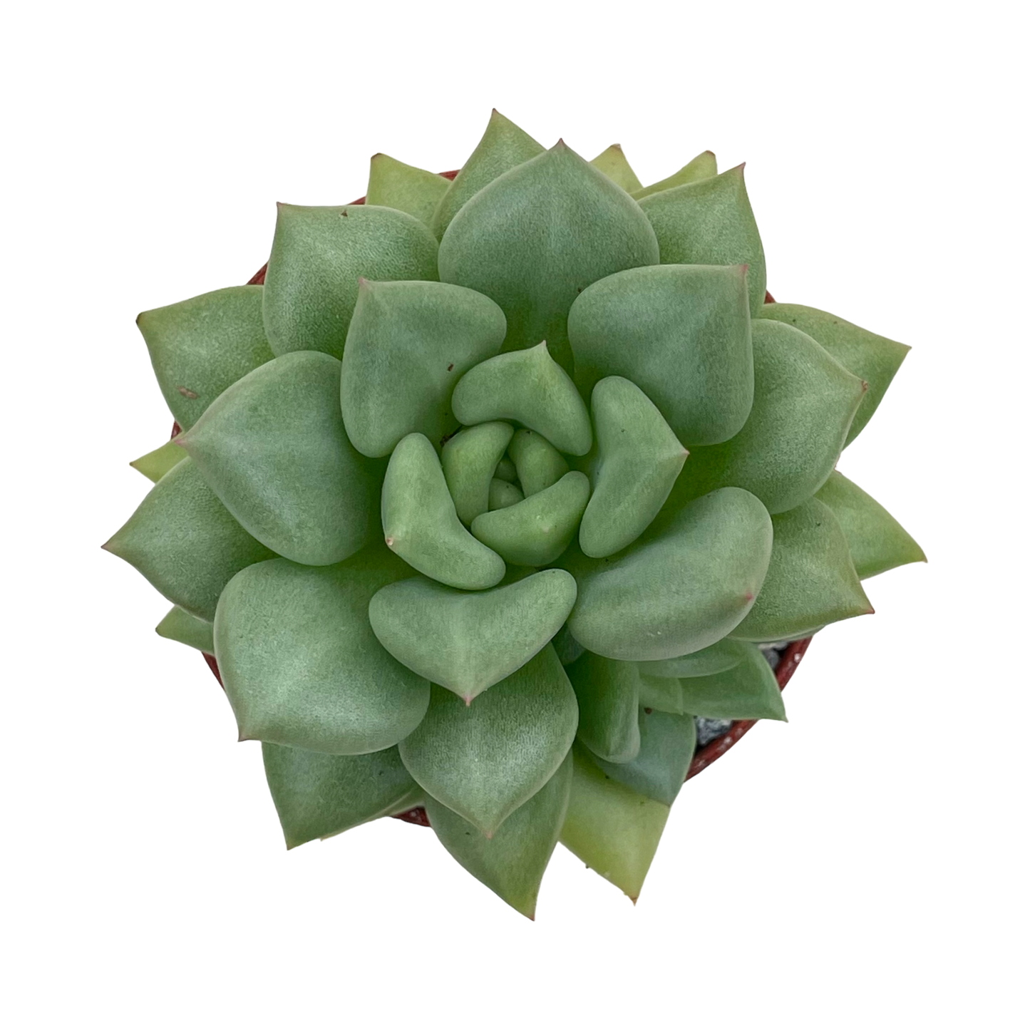 Echeveria agavoides 'Van Kepple'