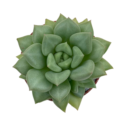 Echeveria agavoides 'Van Kepple'