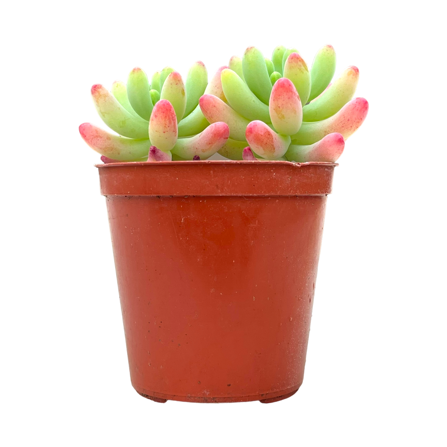 Sedum pachyphyllum