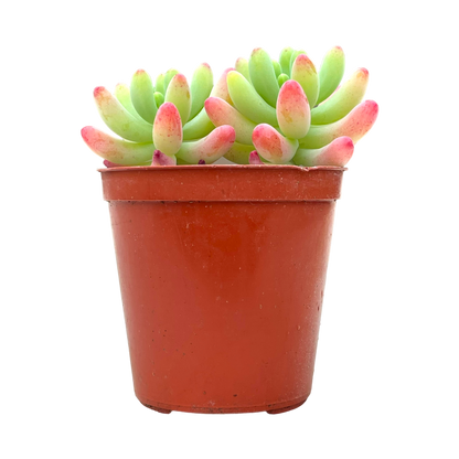 Sedum pachyphyllum