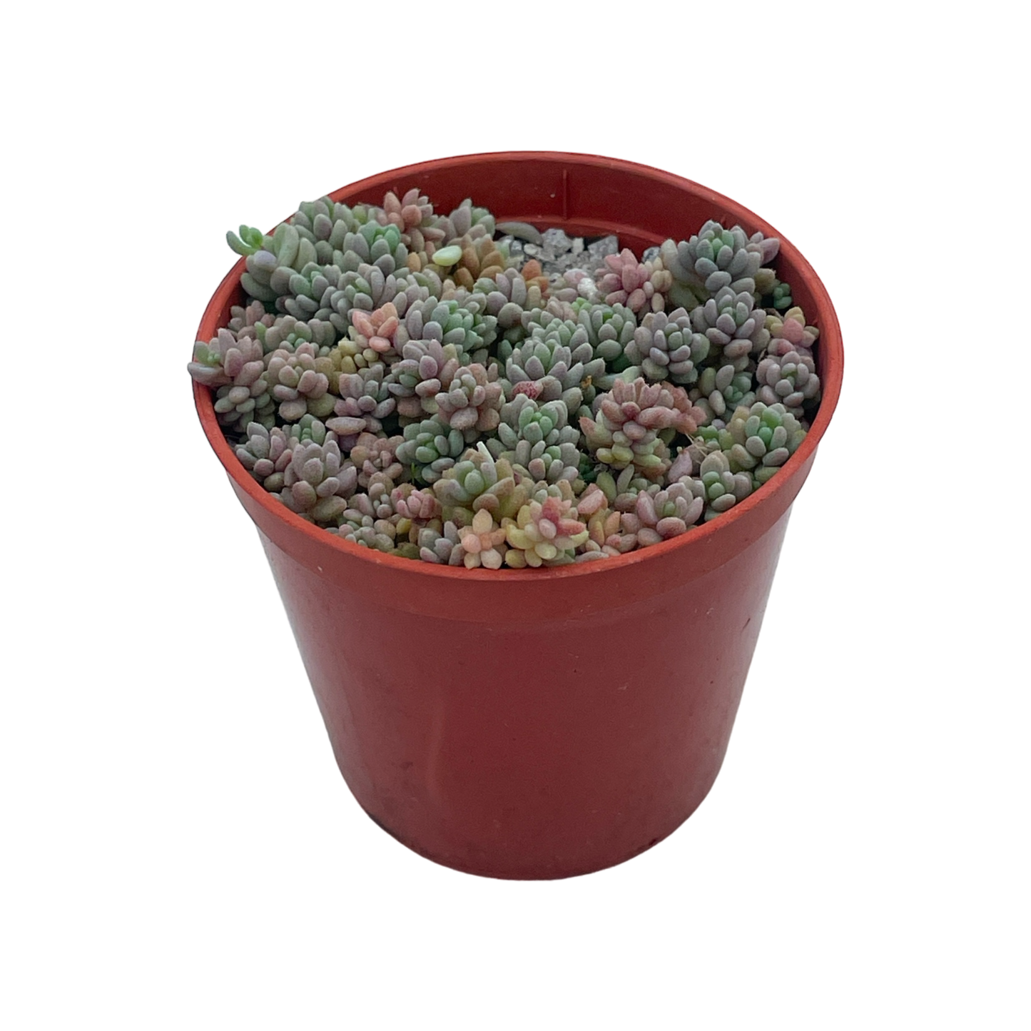 Sedum dasyphyllum minor