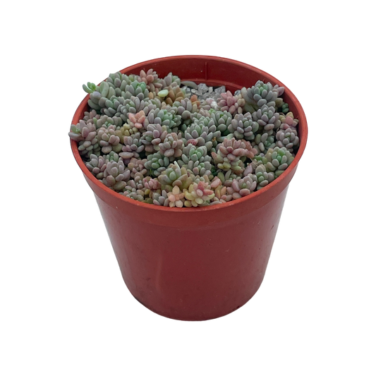 Sedum dasyphyllum minor