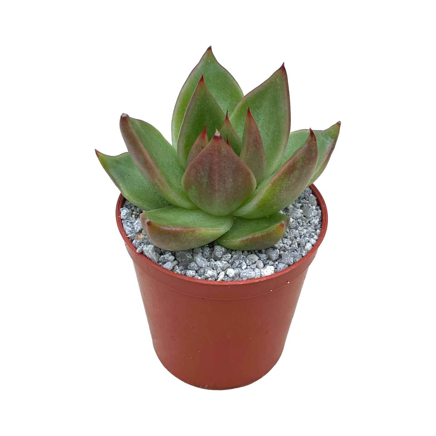 Echeveria agavoides 'Maria'