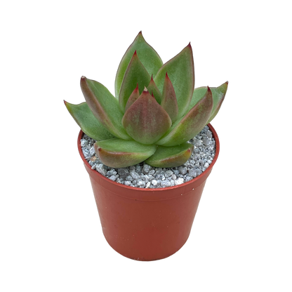 Echeveria agavoides 'Maria'