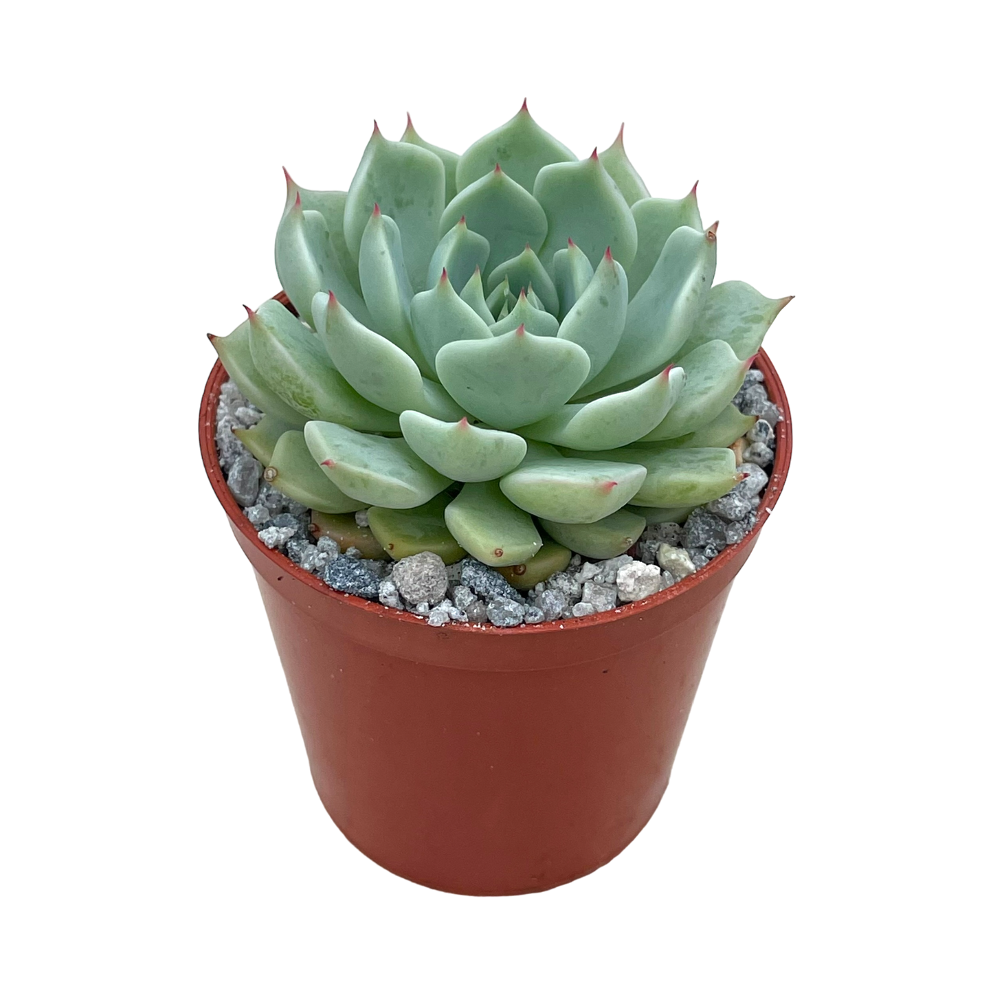 Echeveria mexicensis