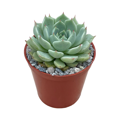 Echeveria mexicensis