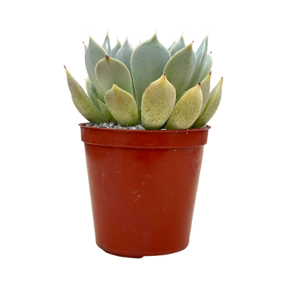 Echeveria 'Galileo'