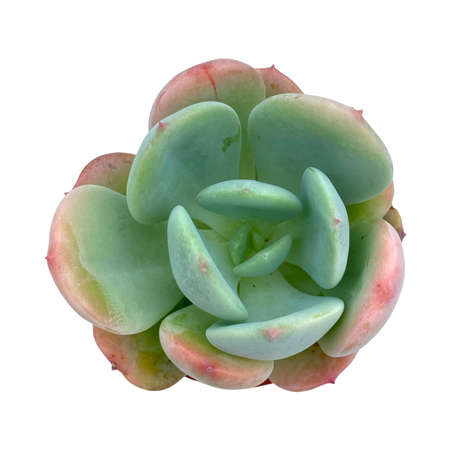 Echeveria 'Venus'