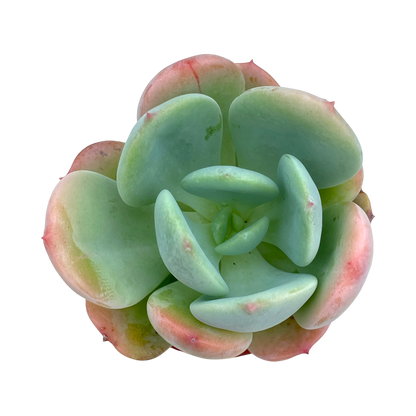 Echeveria 'Venus'