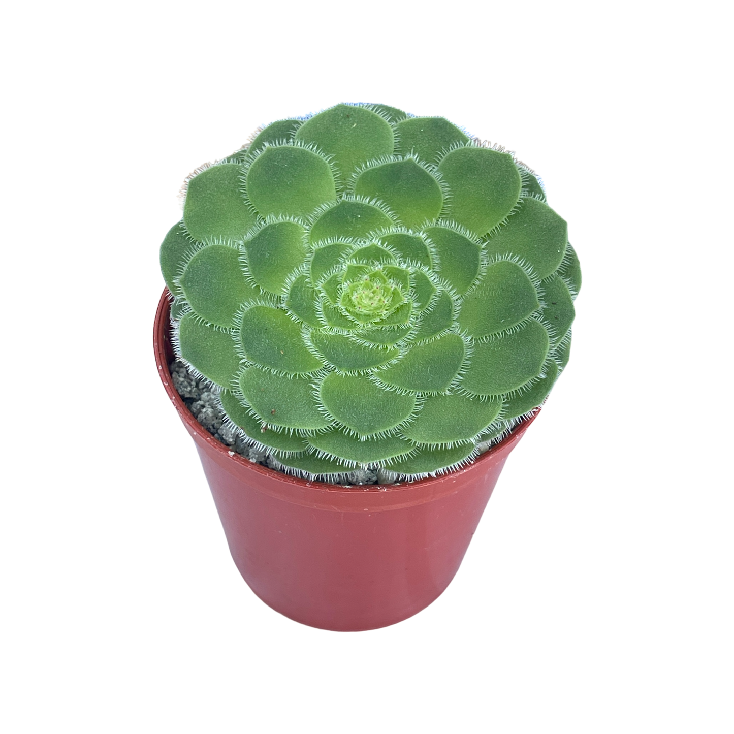 Aeonium tabuliforme