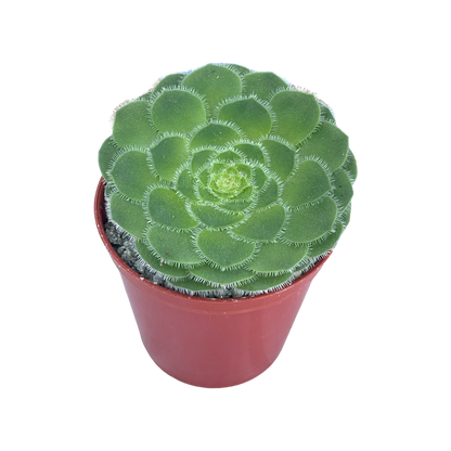 Aeonium tabuliforme