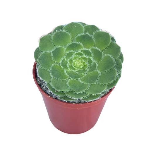 Aeonium tabuliforme