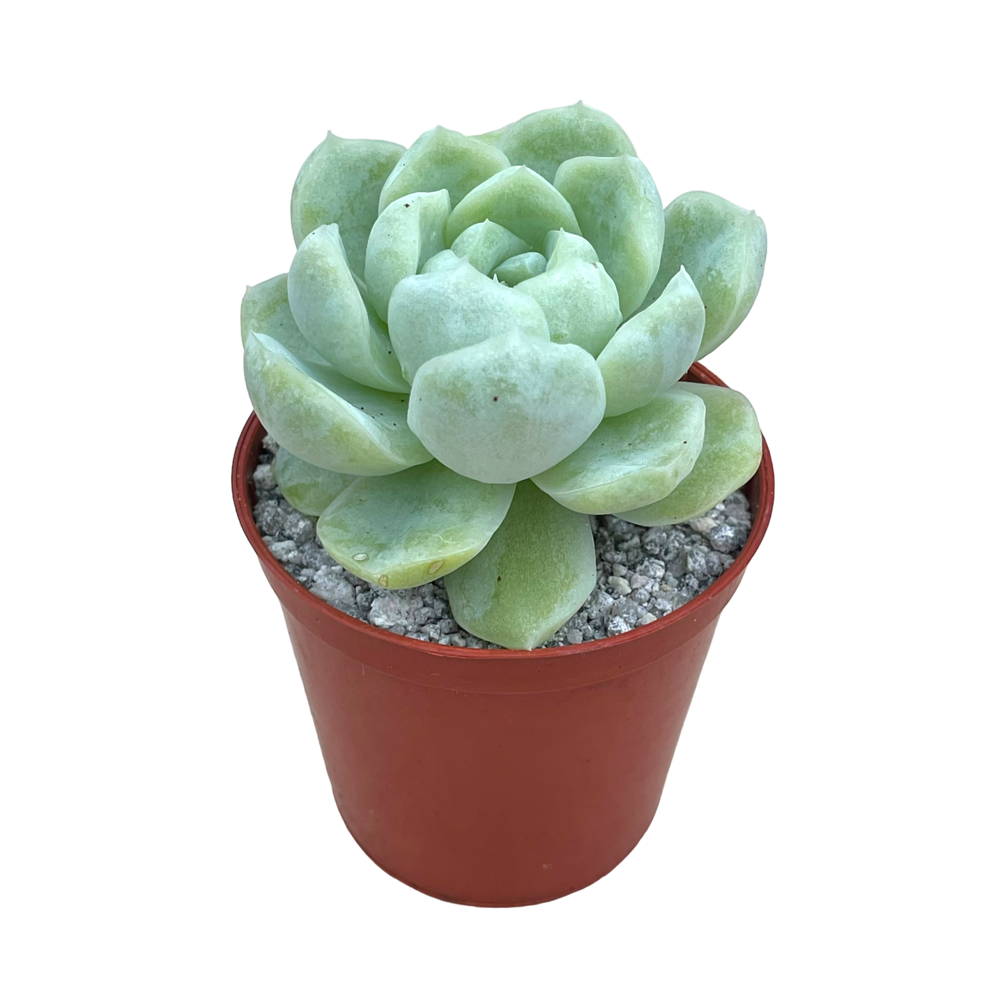 Echeveria 'Europa'