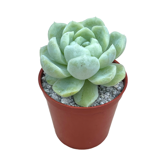 Echeveria 'Europa'