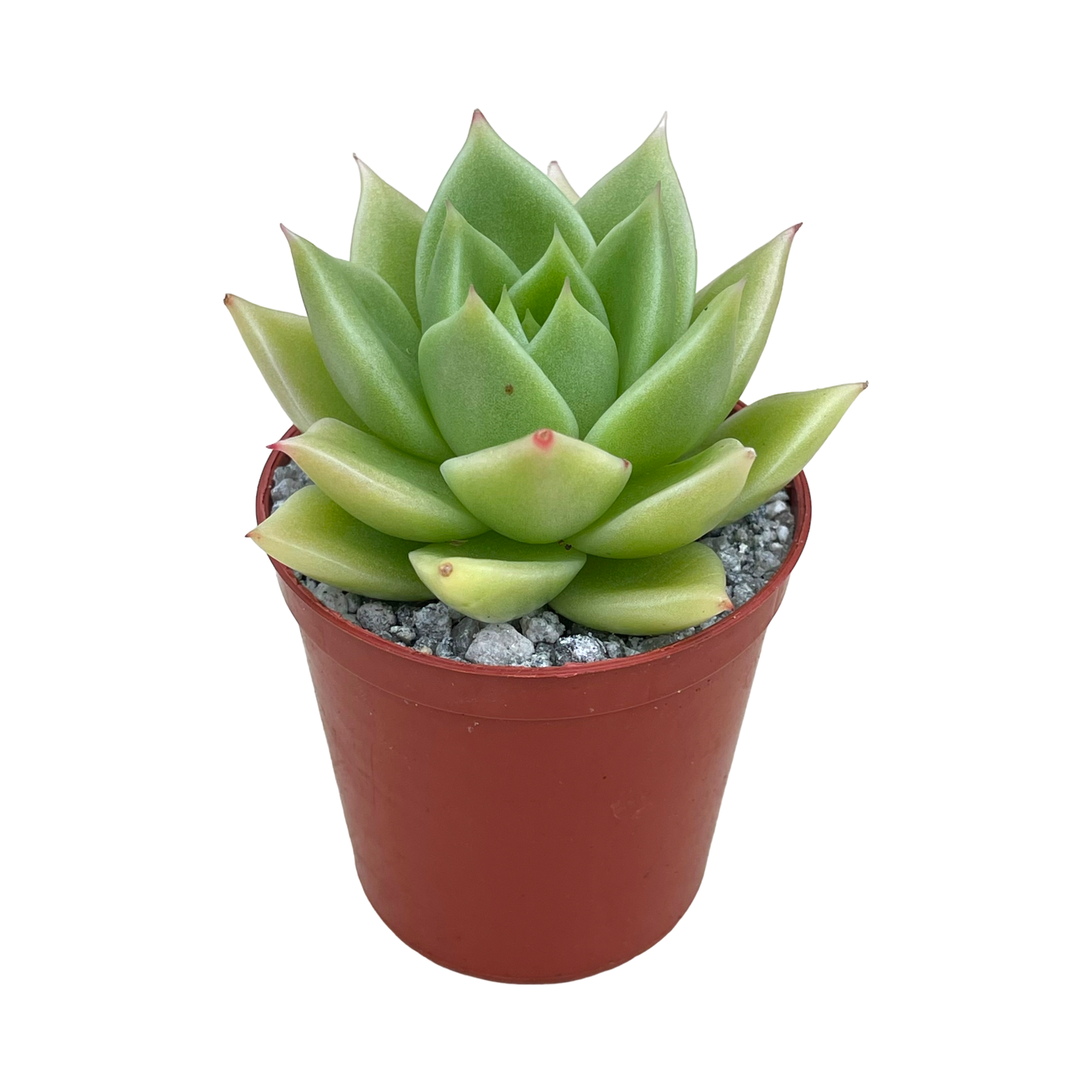 Echeveria 'Corymbosa'