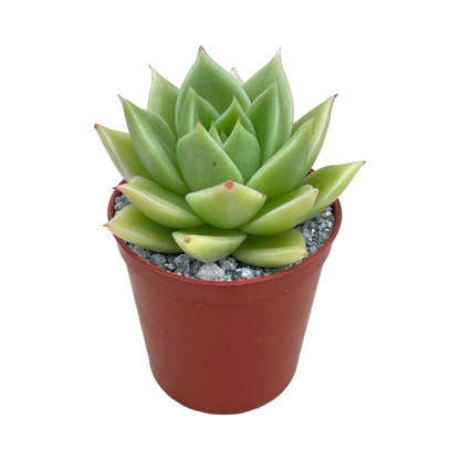 Echeveria 'Corymbosa'