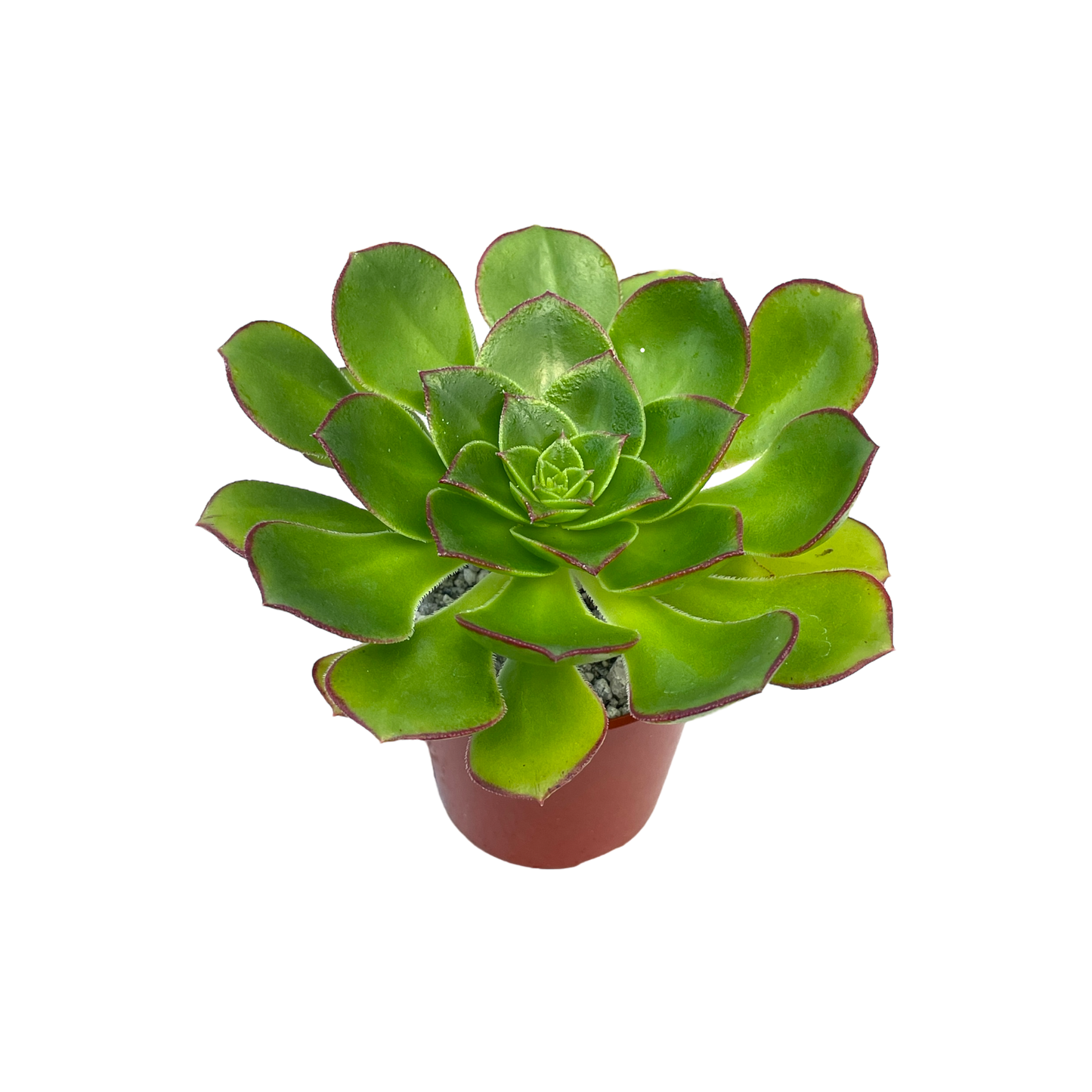 Aeonium 'Red Edge'