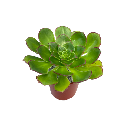 Aeonium 'Red Edge'