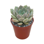 Echeveria derenbergii x derosa