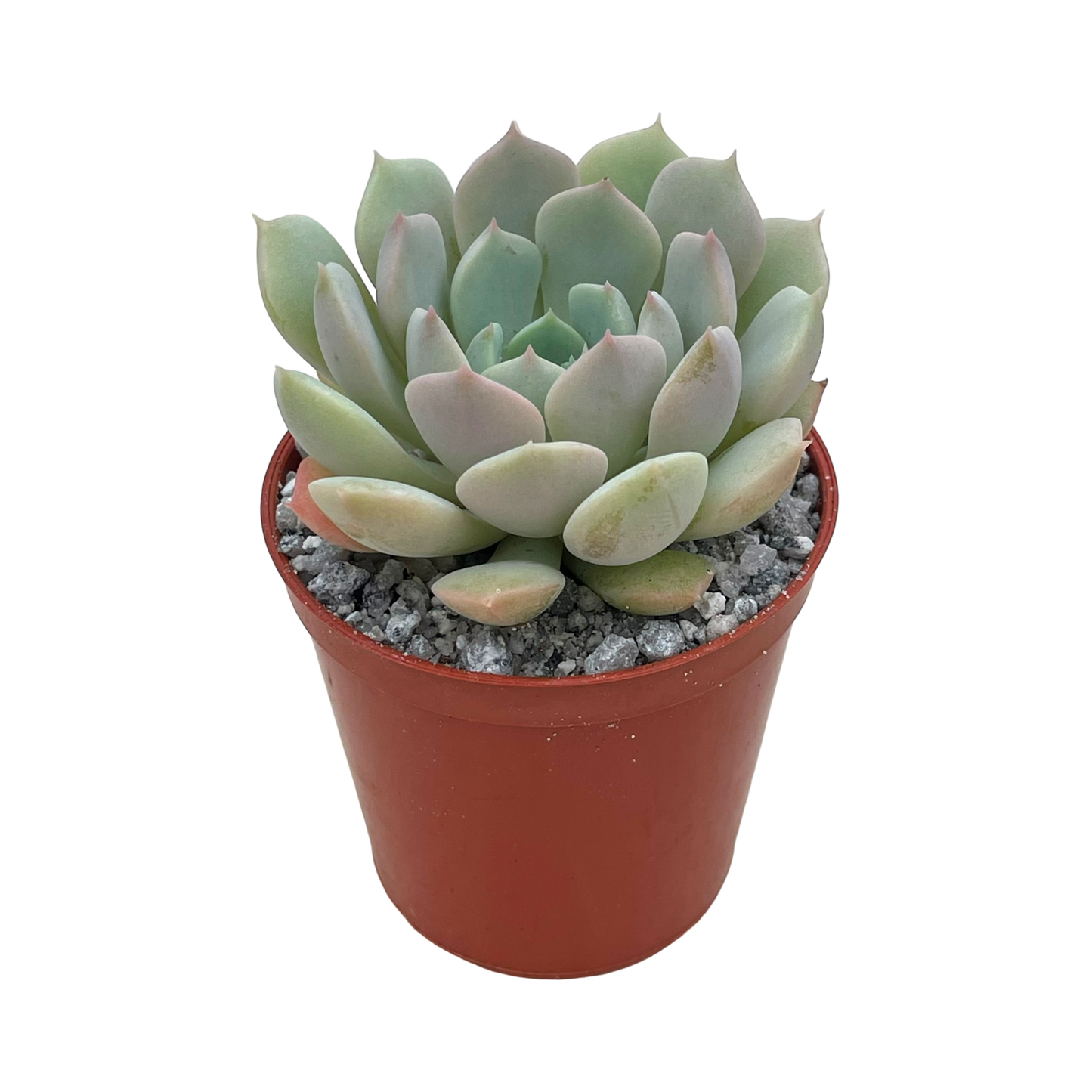 Echeveria derenbergii x derosa