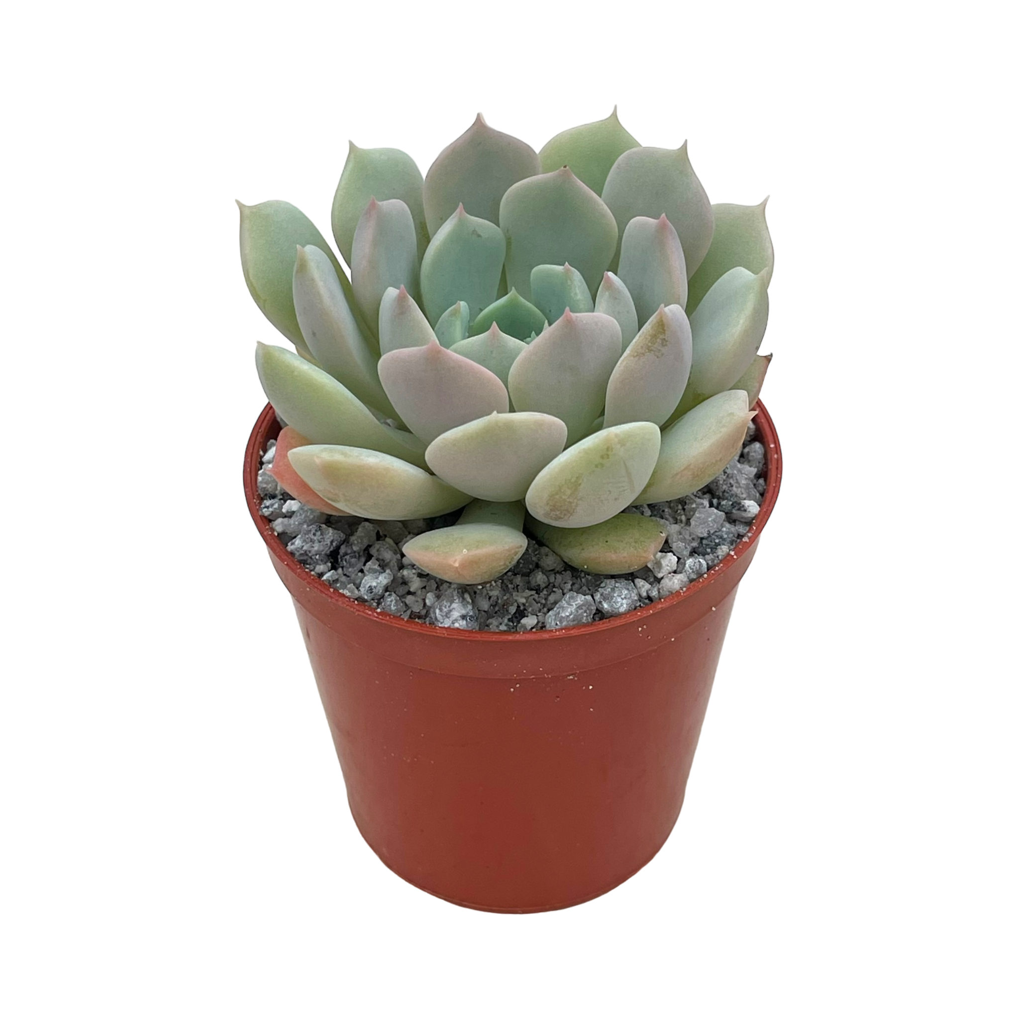 Echeveria derenbergii x derosa