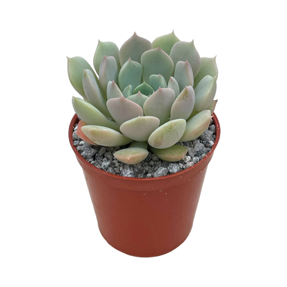 Echeveria derenbergii x derosa