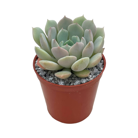 Echeveria derenbergii x derosa