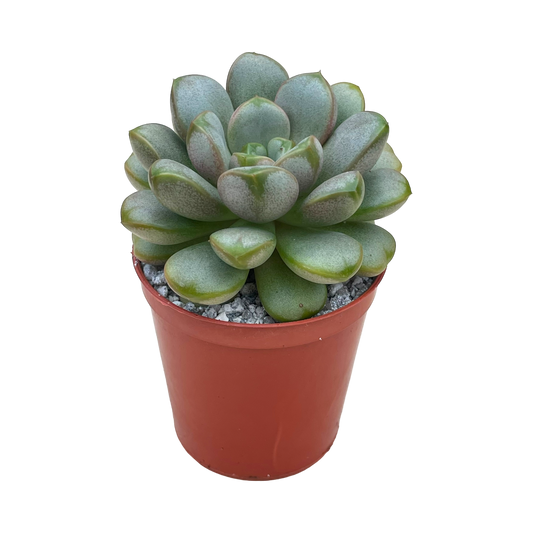 x Graptoveria 'Amethorum'