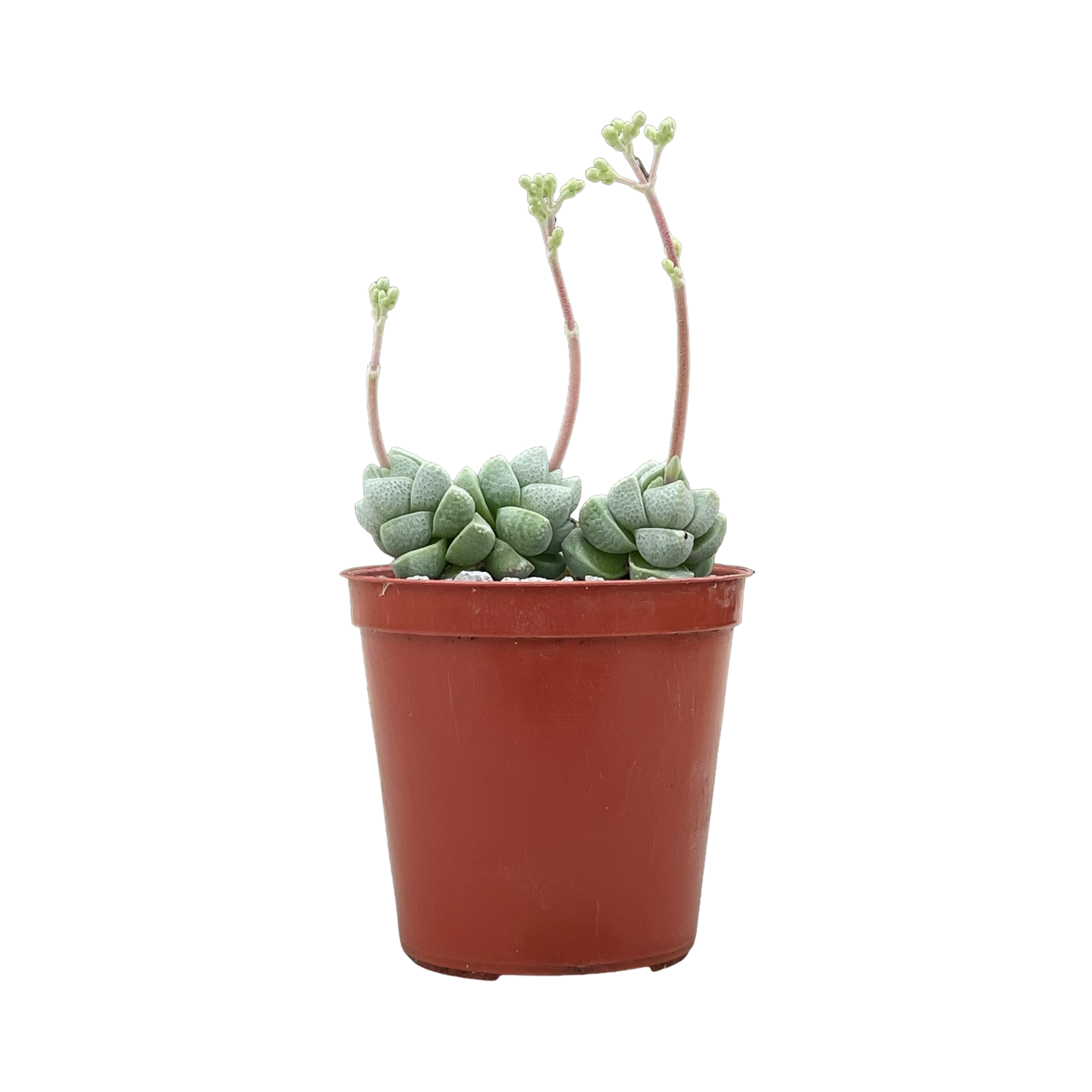 Crassula deceptor