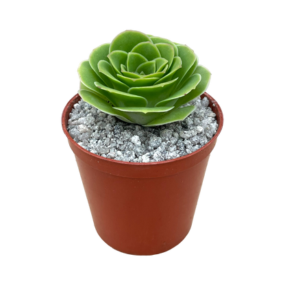 Aeonium aureum