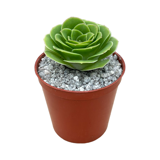 Aeonium aureum