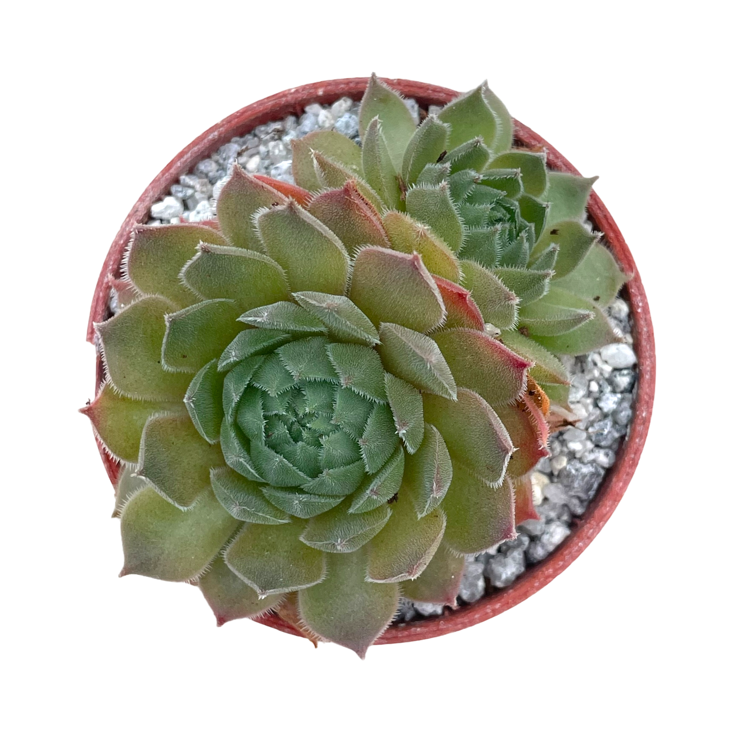 Sempervivum 'Seminole'