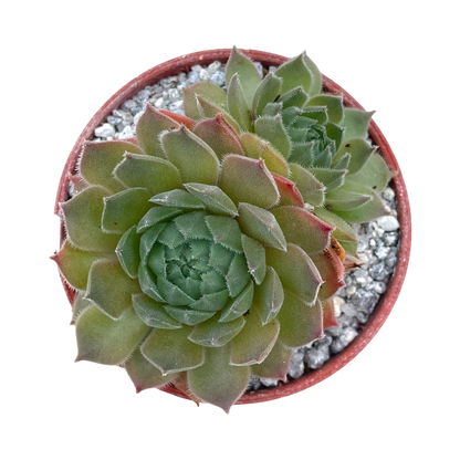 Sempervivum 'Seminole'