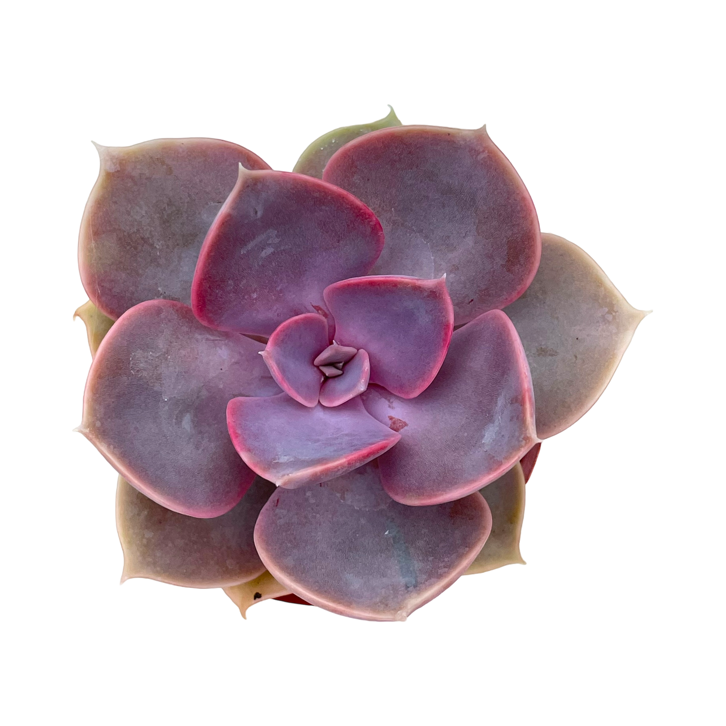 Echeveria 'Duchess of Nuremberg'