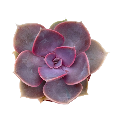 Echeveria 'Duchess of Nuremberg'