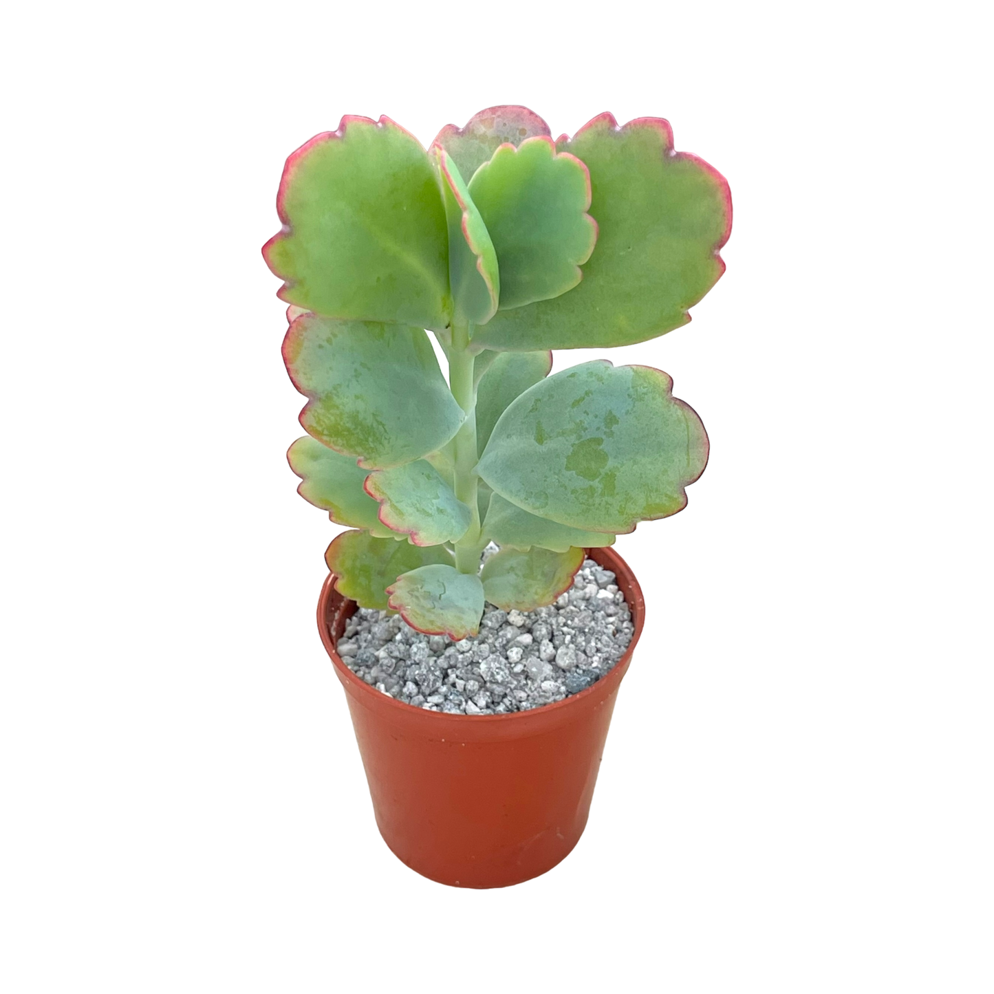 Kalanchoe fedtschenkoi (Lavender Scallops)