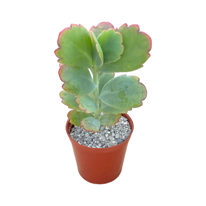 Kalanchoe fedtschenkoi (Lavender Scallops)