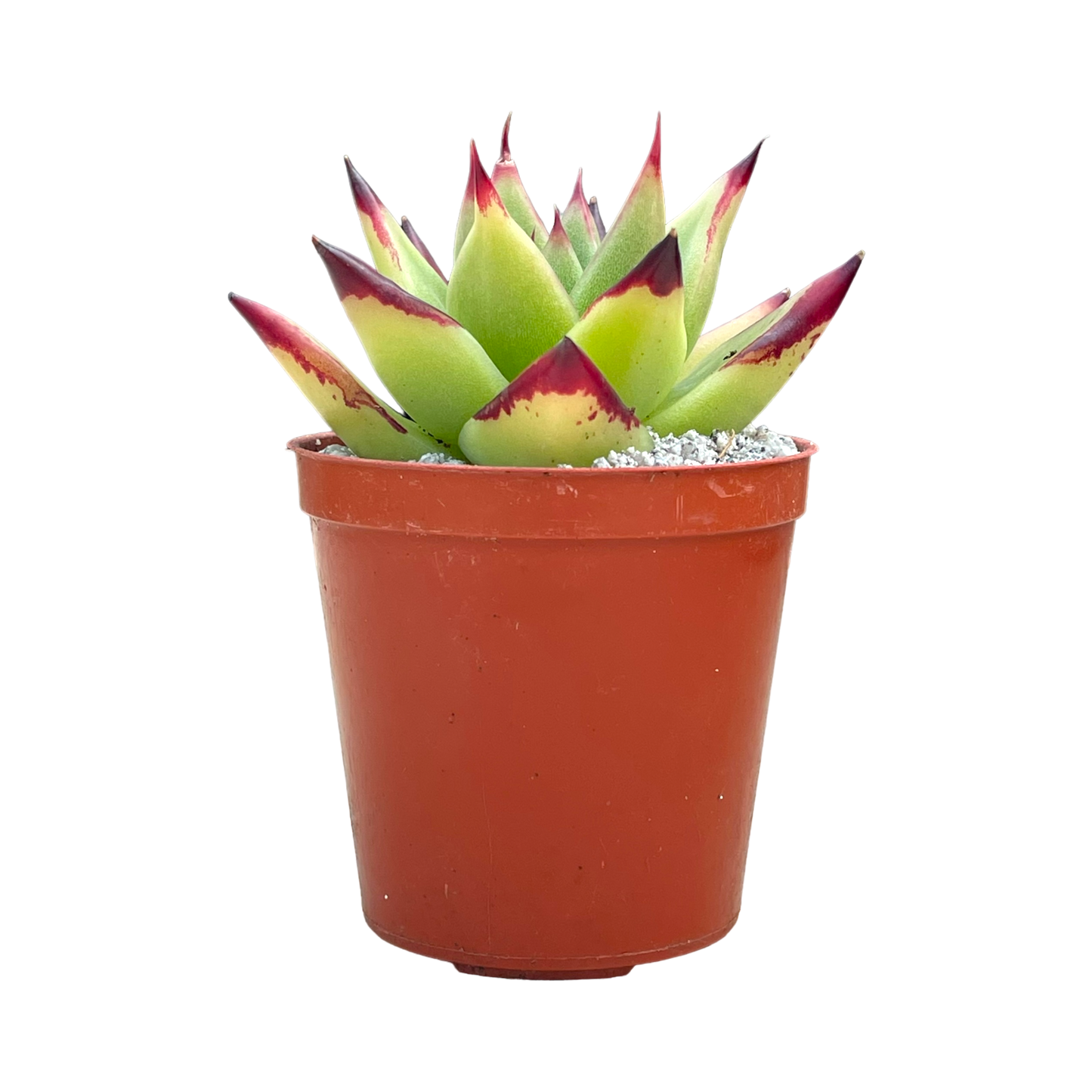 Echeveria agavoides 'Ebony'