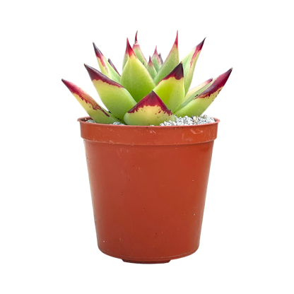 Echeveria agavoides 'Ebony'