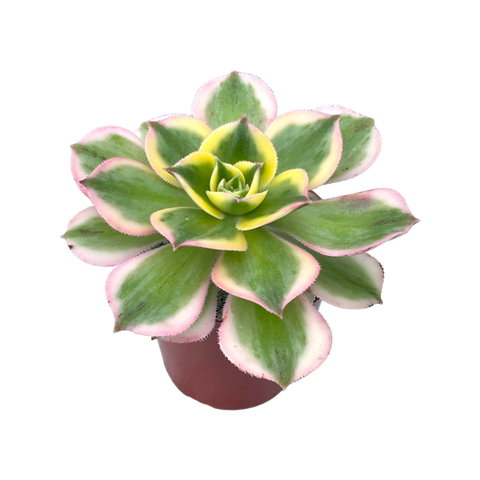 Aeonium 'Sunburst'