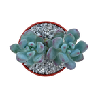 Sedum commixtum | Comic Tom