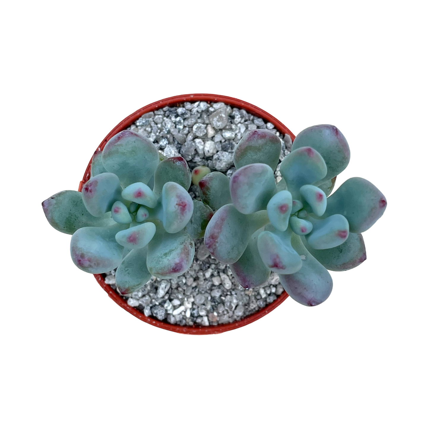 Sedum commixtum 'Comic Tom’