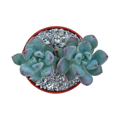 Sedum commixtum 'Comic Tom’