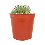 Sempervivum calcareum v. greenii