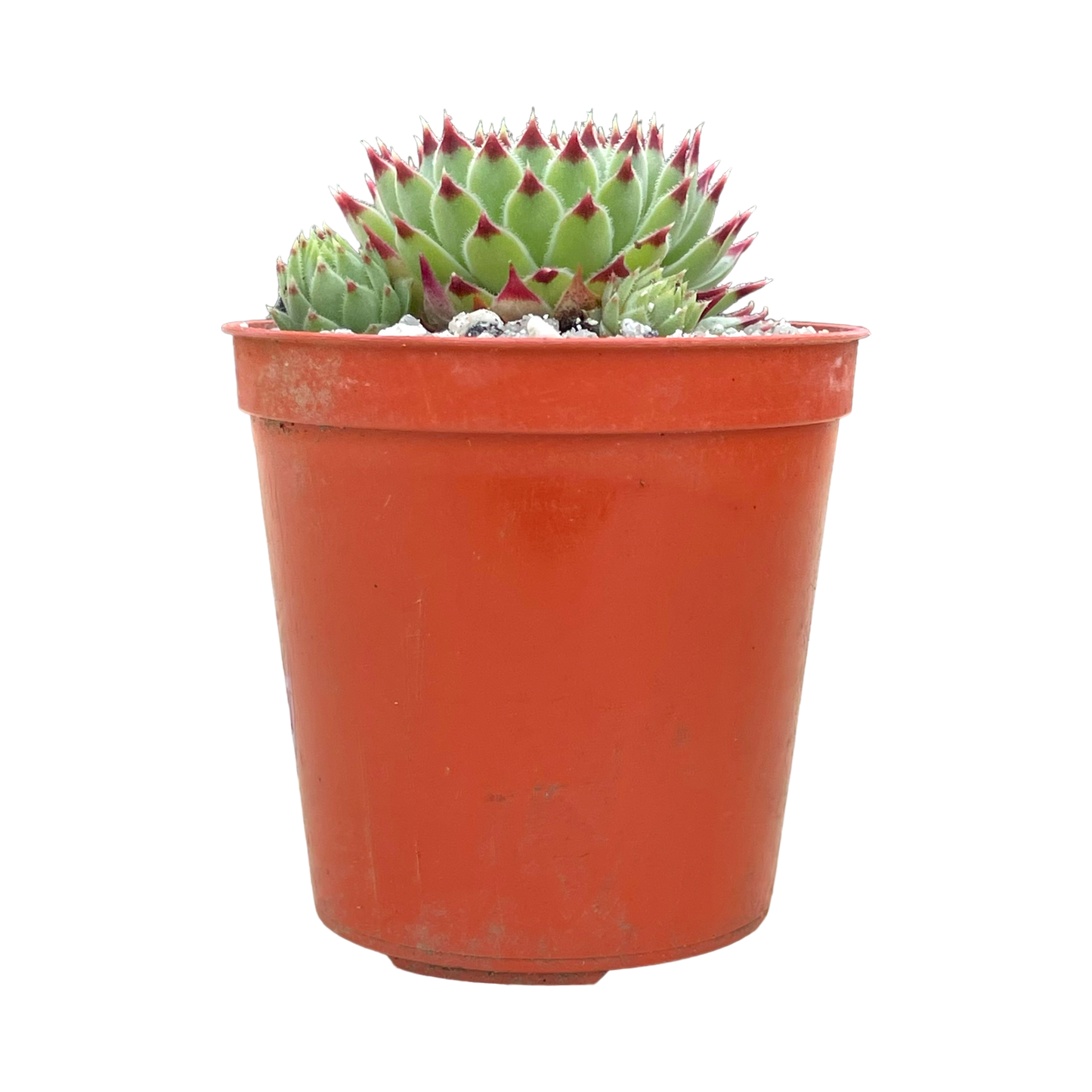 Sempervivum calcareum v. greenii